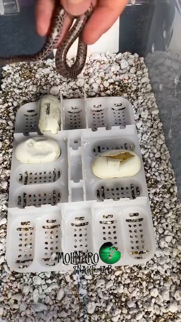 These Children's Python are not okay