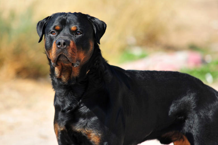 7 Most Dangerous Dog Breeds Experts Warn About