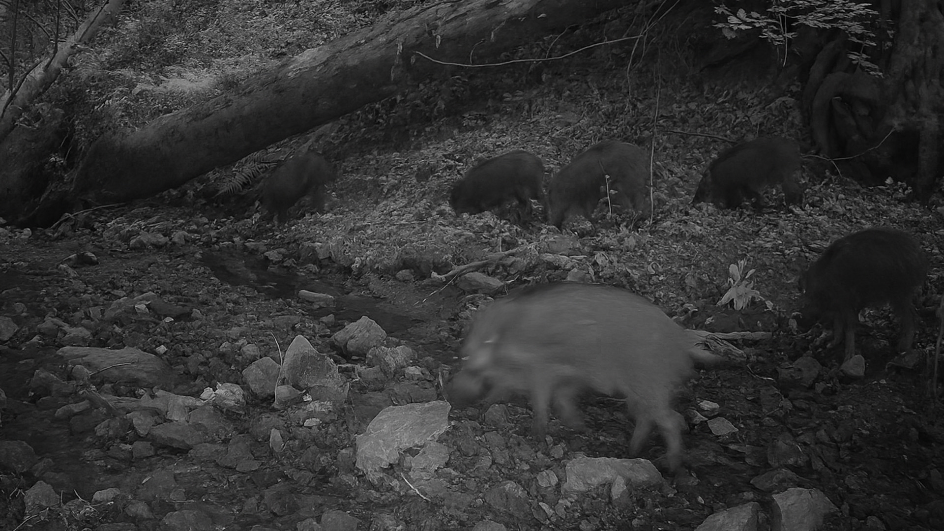 What Did The Trail Camera Capture By The River?