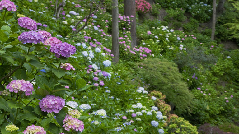 22 Hydrangea Garden Ideas To Inspire Your Next Outdoor Project