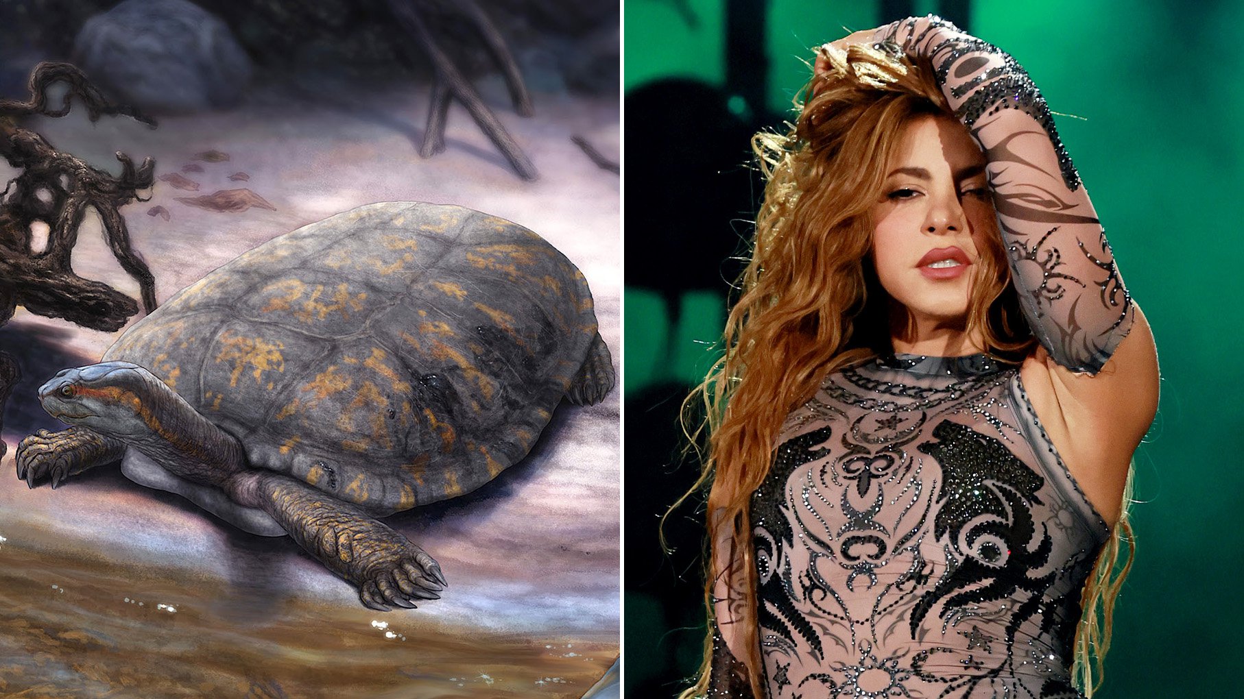 13-Million-Year-Old Turtle Fossil Named After Shakira