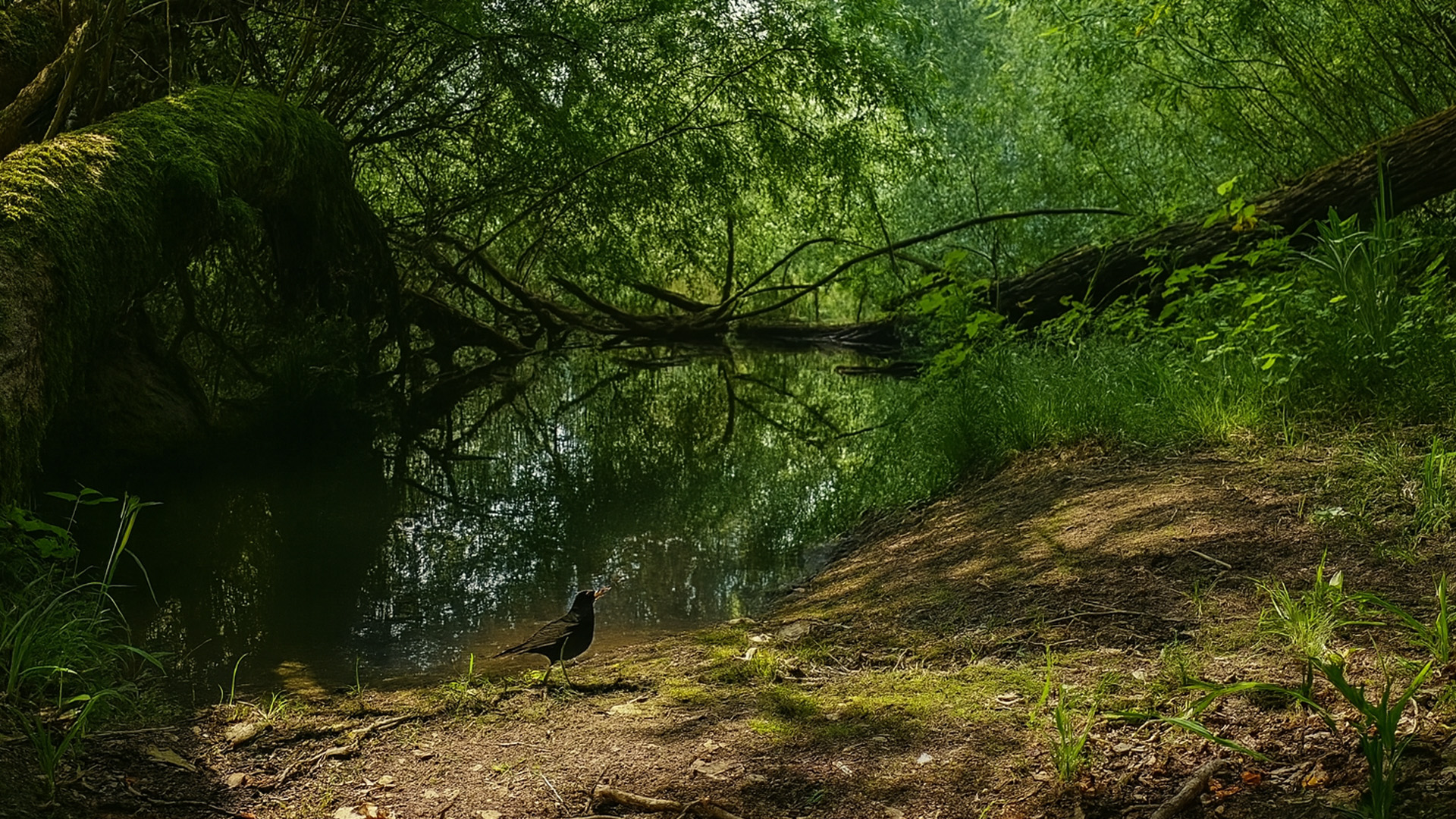 La Vie Le Long De La Rivière Révélée Par Une Caméra Cachée