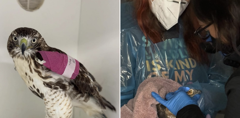 Red-tailed Hawk Recovering After Being Shot in Massachusetts