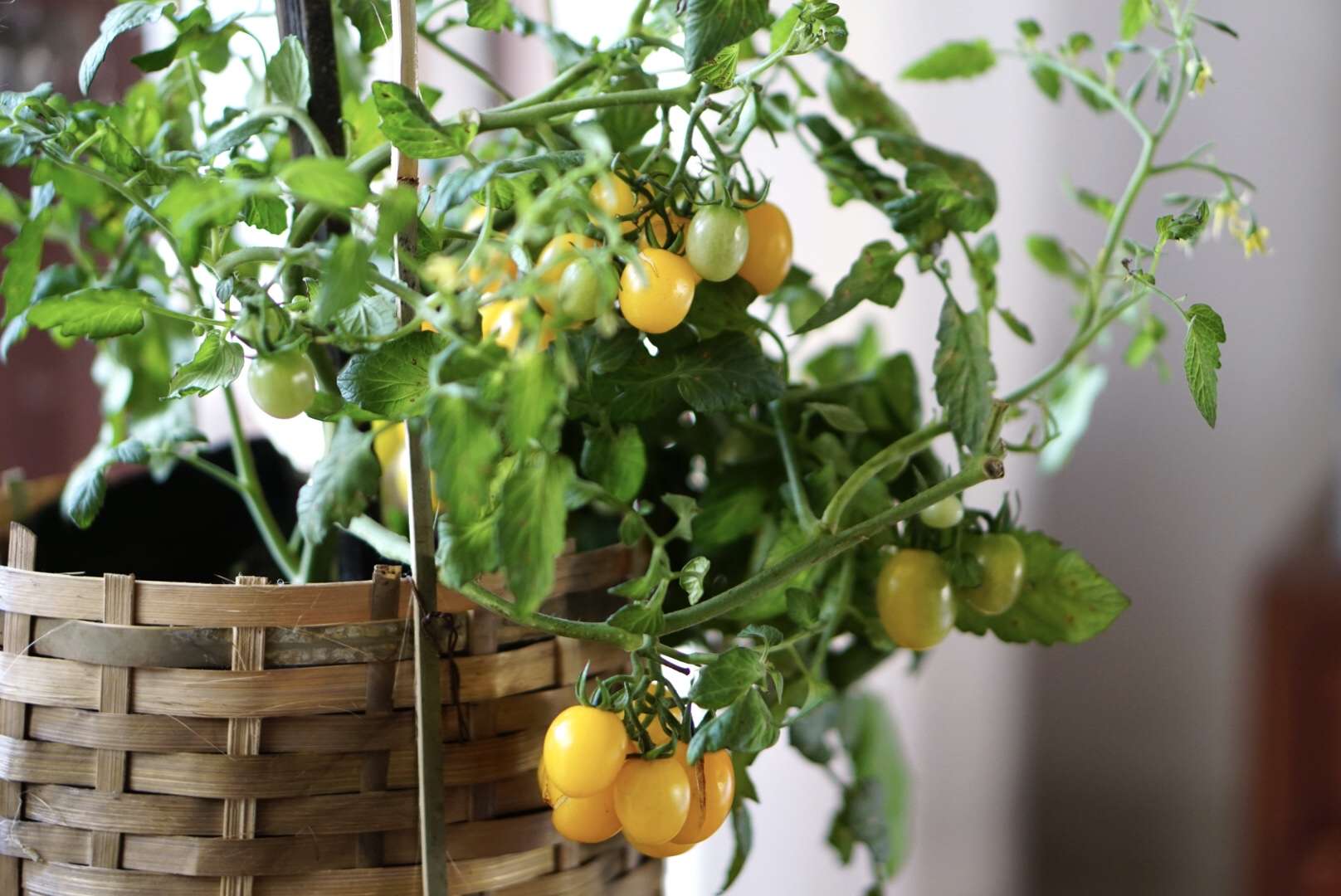 7 Easy Plants You Can Grow Indoors This Winter to Save Money on Groceries