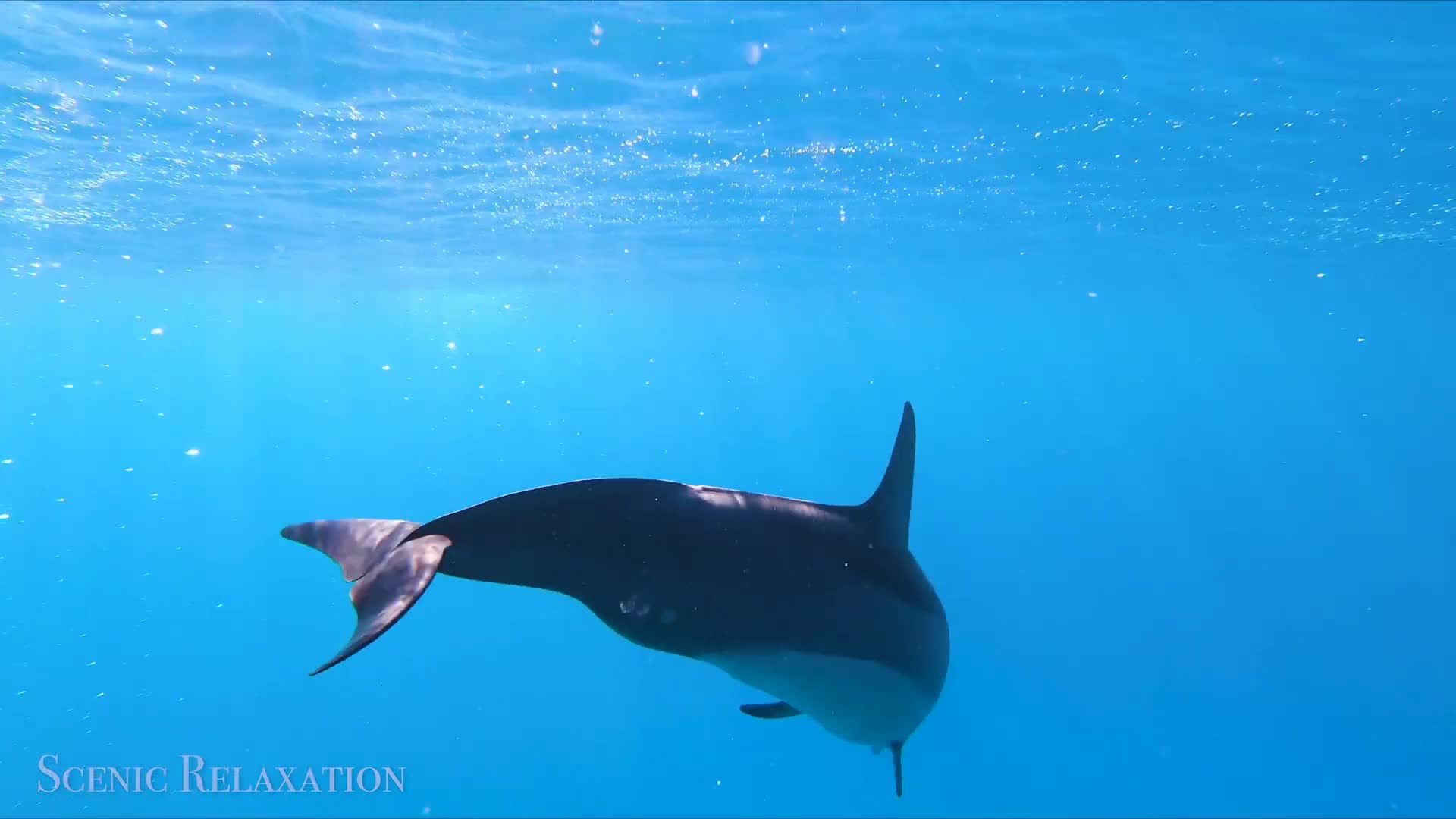 I Swam With Dolphins for 30 Minutes?