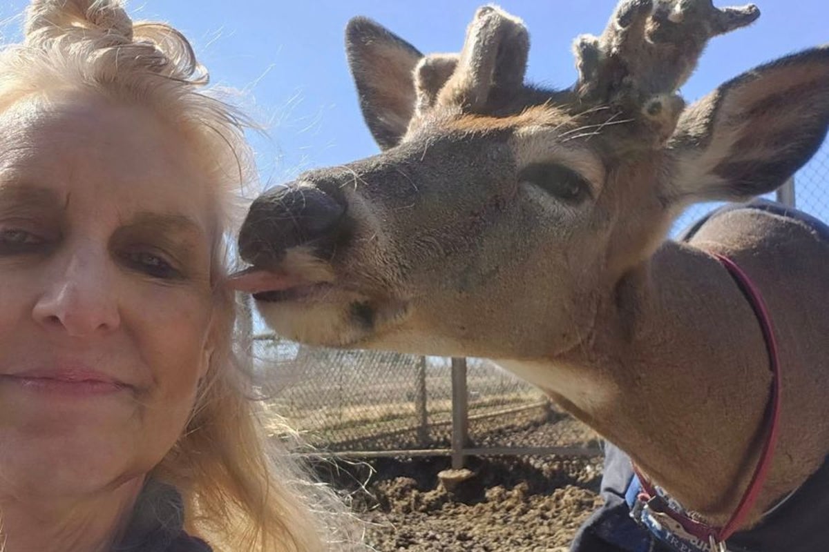Ohio grandmother mauled to death by deer she helped rescue(01)