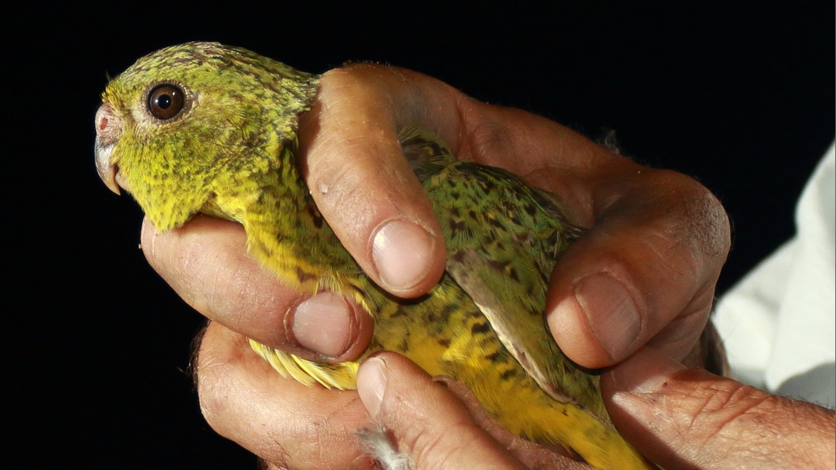 Critically endangered night parrot captured by Martu rangers in east ...