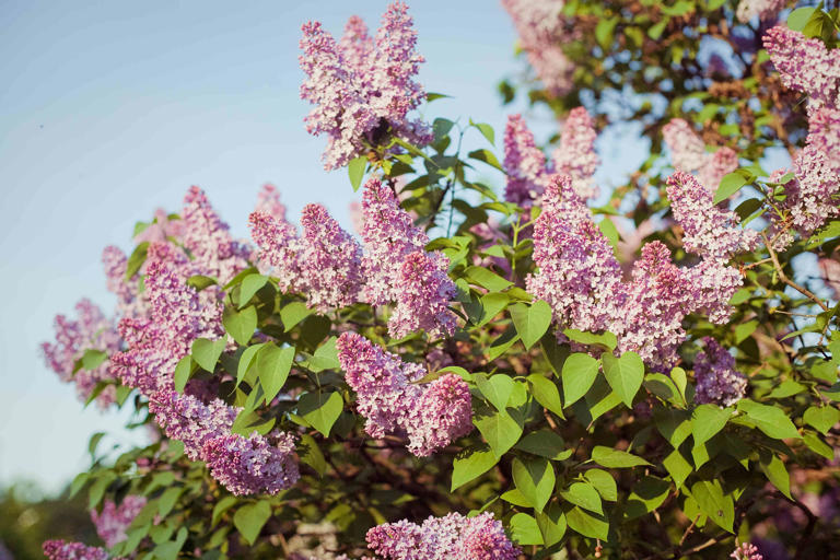 Should you cut back lilacs before winter? Gardeners often get this step ...