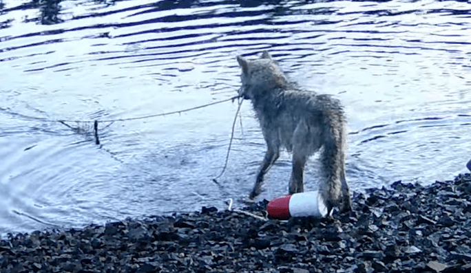 Wild Wolf Spotted Using a Tool