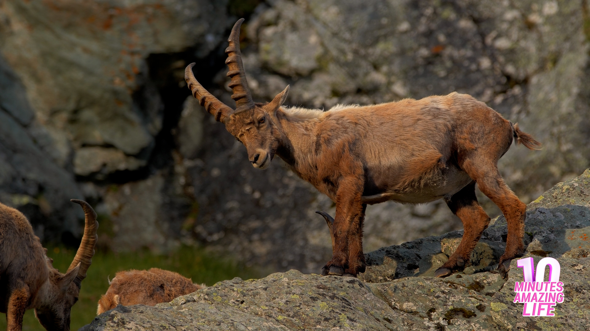 A Mountain Ibex on the Rocks