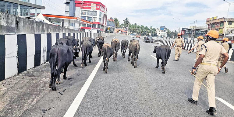 Grazing buffaloes stray on to NH, firefighters herd them to safety