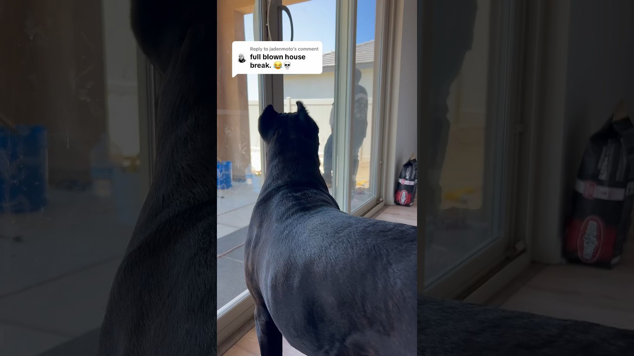 Dog acts as loyal guardian keeping the house safe