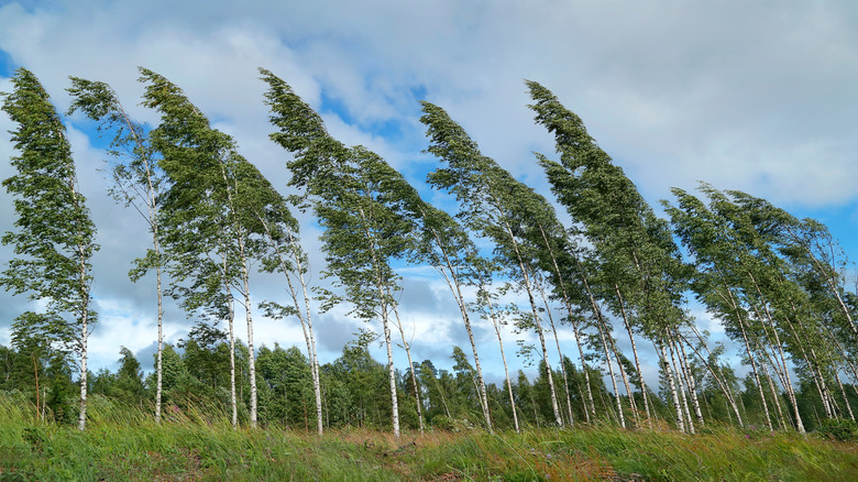 Wind Rock: What Is It And Why Is It So Dangerous For Plants?