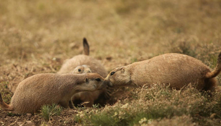 First Kiss: Scientists Trace Smooching's Origins In New Study