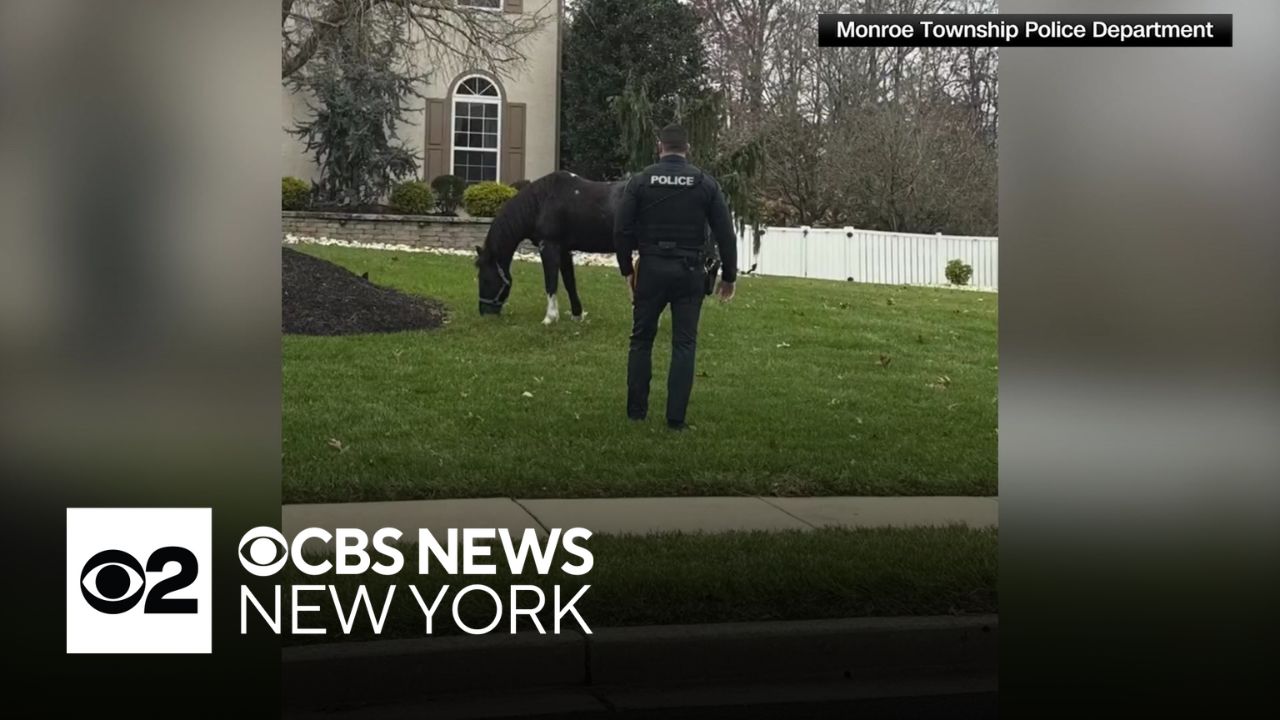 Video shows police chase horse through South Jersey neighborhood