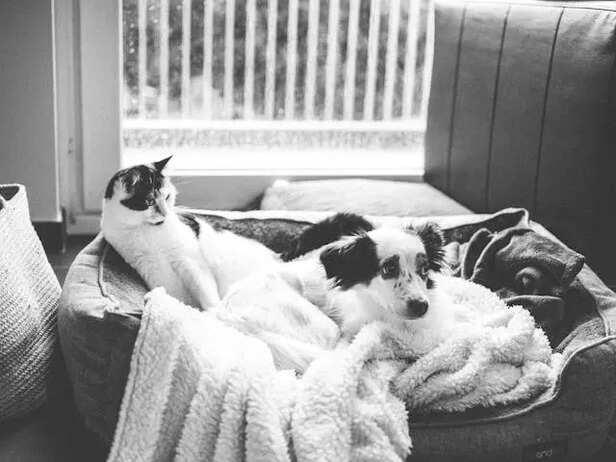Dogs vs Cats: Are They Truly Rivals or Just Misunderstood?