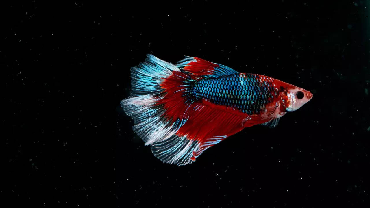 6 animals that react aggressively to their own reflection