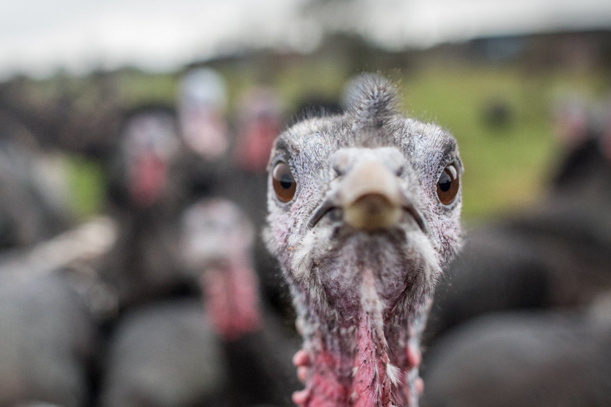 Christmas turkeys could be in short supply due to bird flu surge