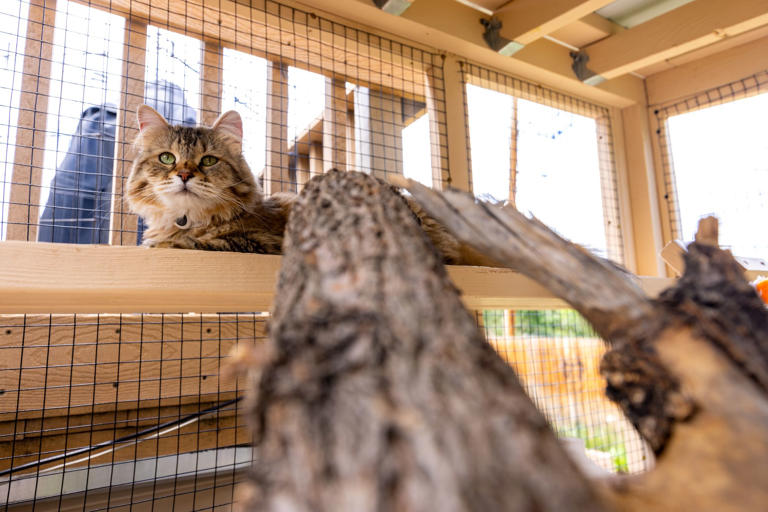‘Cat Disneyland’: The animal lovers dropping $125,000 on pet palaces
