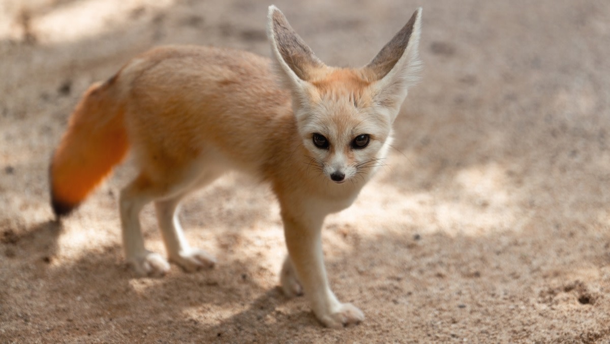 6-Week-Old Shy Fennec Fox Makes His First Appearance at the Potawatomi Zoo