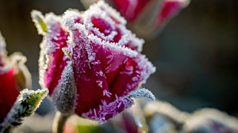 How To Protect Your Climbing Rose Plants From Frost During The Winter