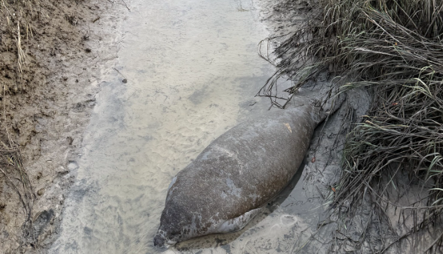 Beached manatee found on Hilton Head