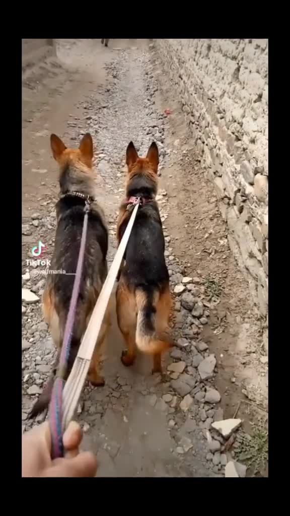 From Playful Pups to Loyal Protectors: My German Shepherd Journey
