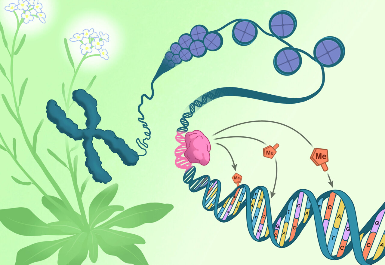 Epigenetic changes regulate gene expression, but what regulates ...