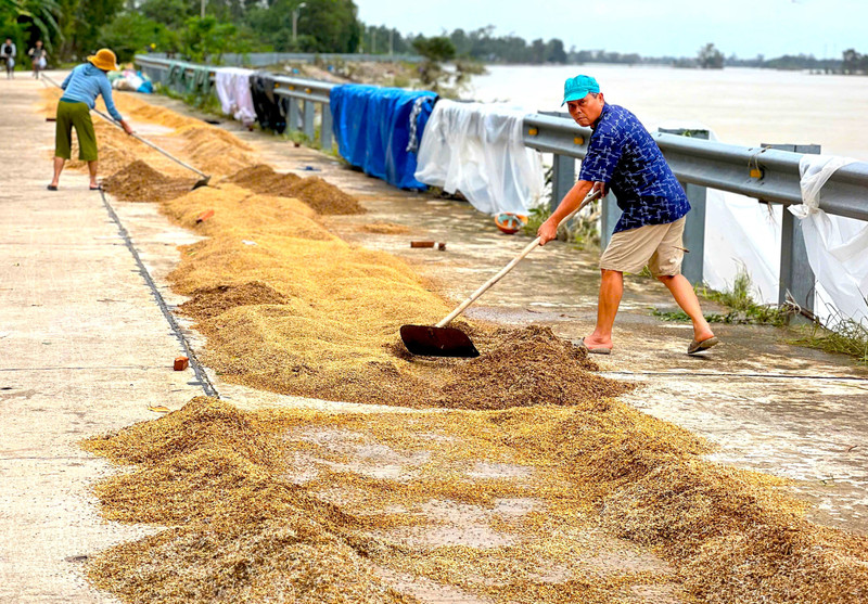 Ứa nước mắt đổ bỏ thóc mọc mầm, người dân trắng tay sau mưa lũ