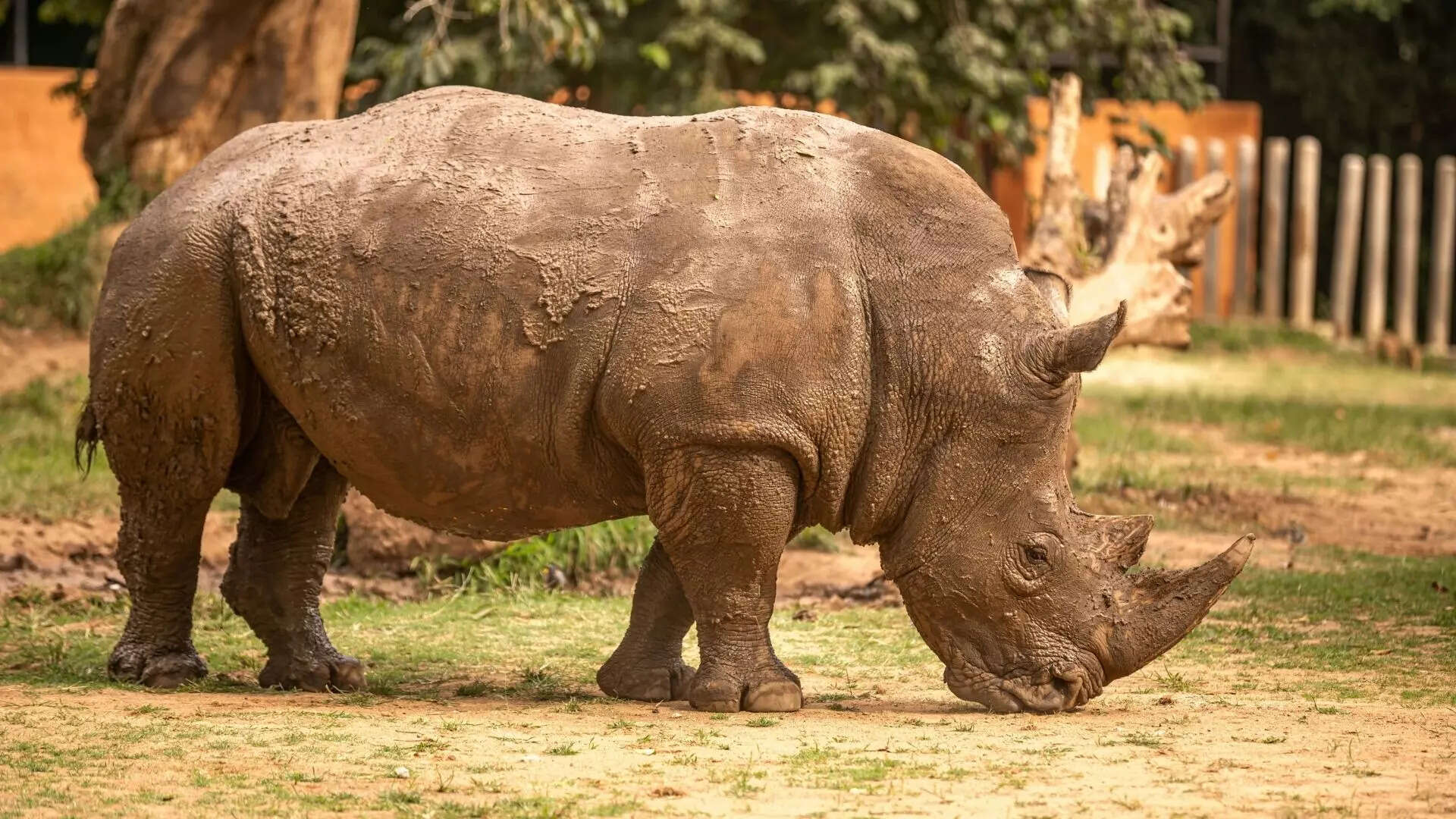 11 incredible things about rhinos that will surprise you
