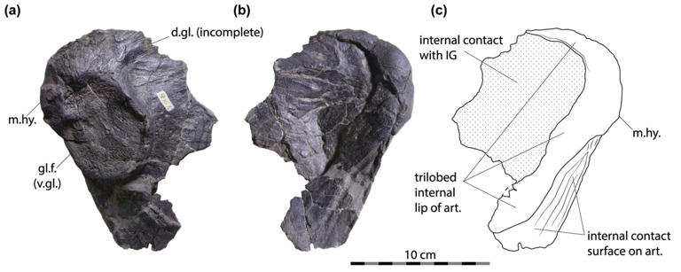 360 million-year-old sea predator found to be smaller and much stronger ...