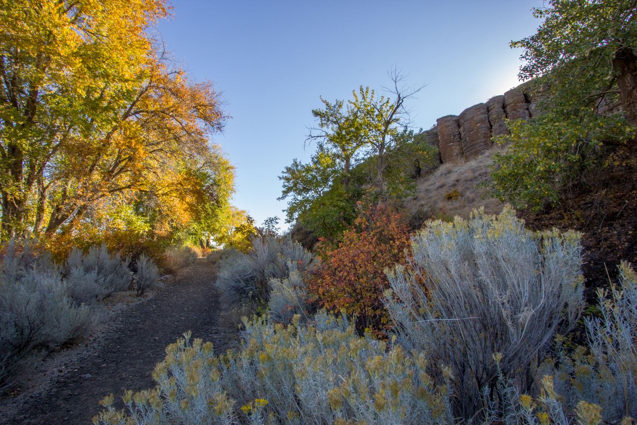 Trail in a canyon surrounded by plants and trees cliffs on the right side