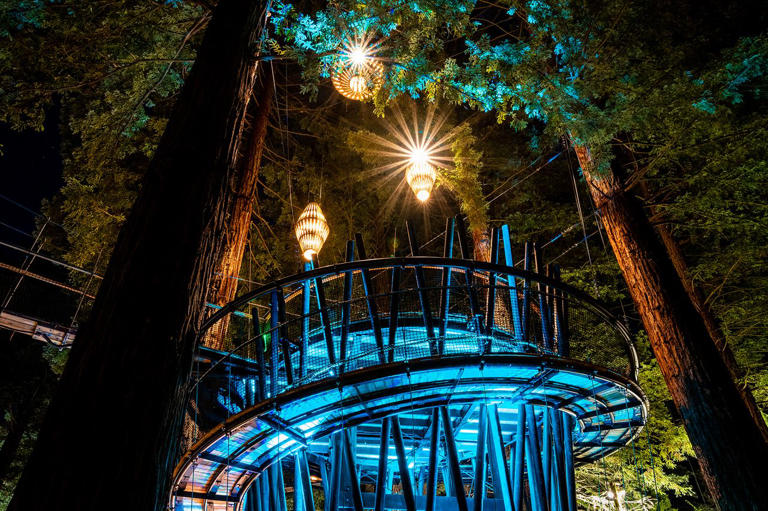 This Night Hike Lets You Walk Among 120-year-old Redwoods—and It Has ...