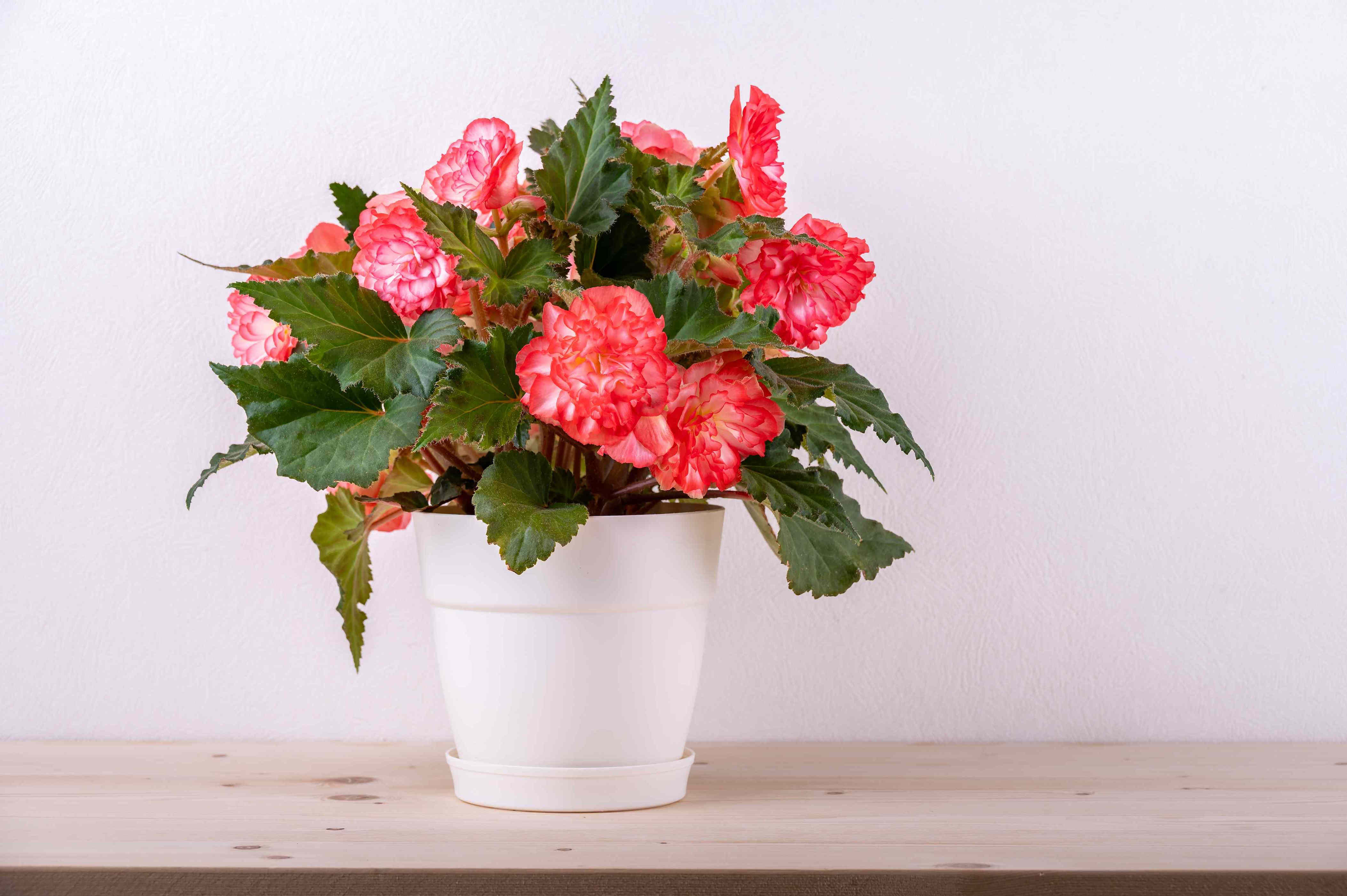 How to Propagate Begonias So You’ll Never Run Out of Lush Blooms