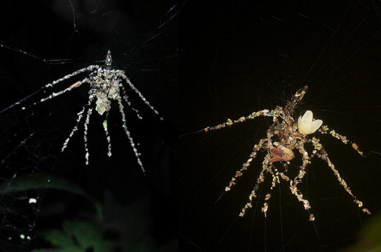 Las arañas tropicales fabrican dobles gigantes como señuelos.