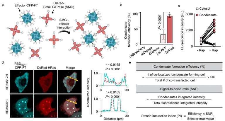 How cells choose their direction without external signals