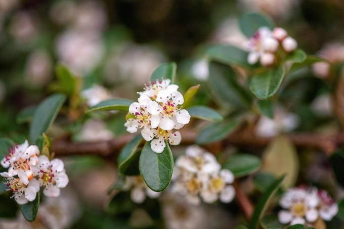autumn-inferno-cotoneaster-plant-care-and-growing-tips