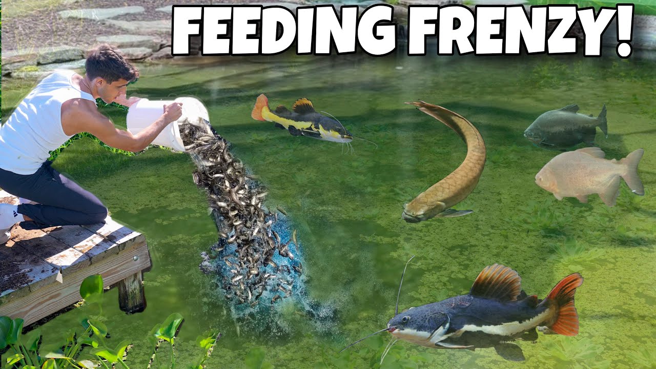 Watch what happens when we feed giant fish!