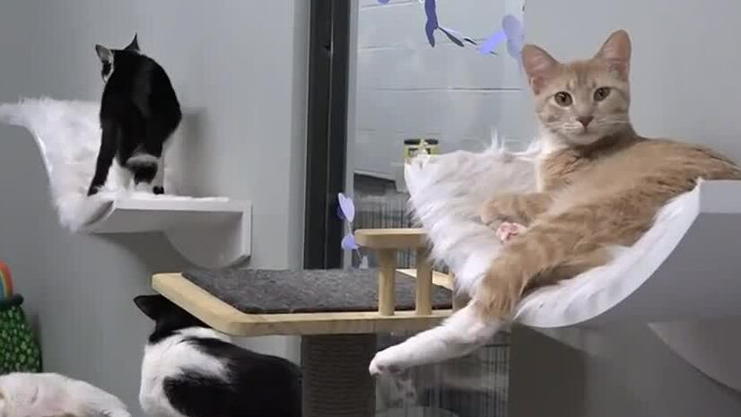 On Your Side: Scammers try to steal from animal rescues