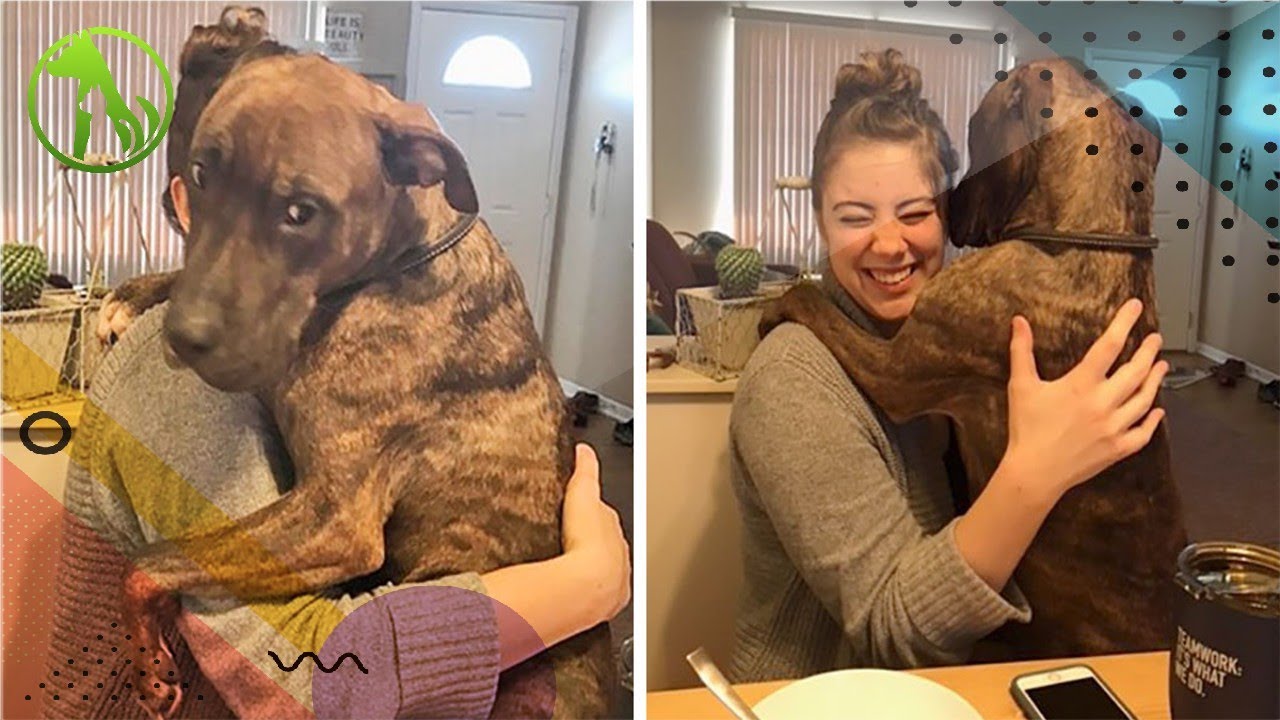 Rescue Dog Shows Heartwarming Daily Hugs To Mom