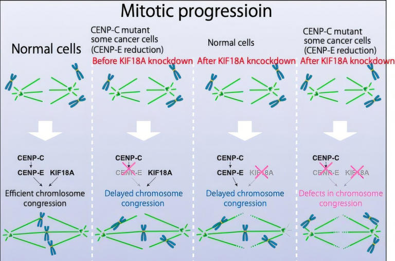 Cooperative motor proteins found to kill cancer cells when dual-inhibited