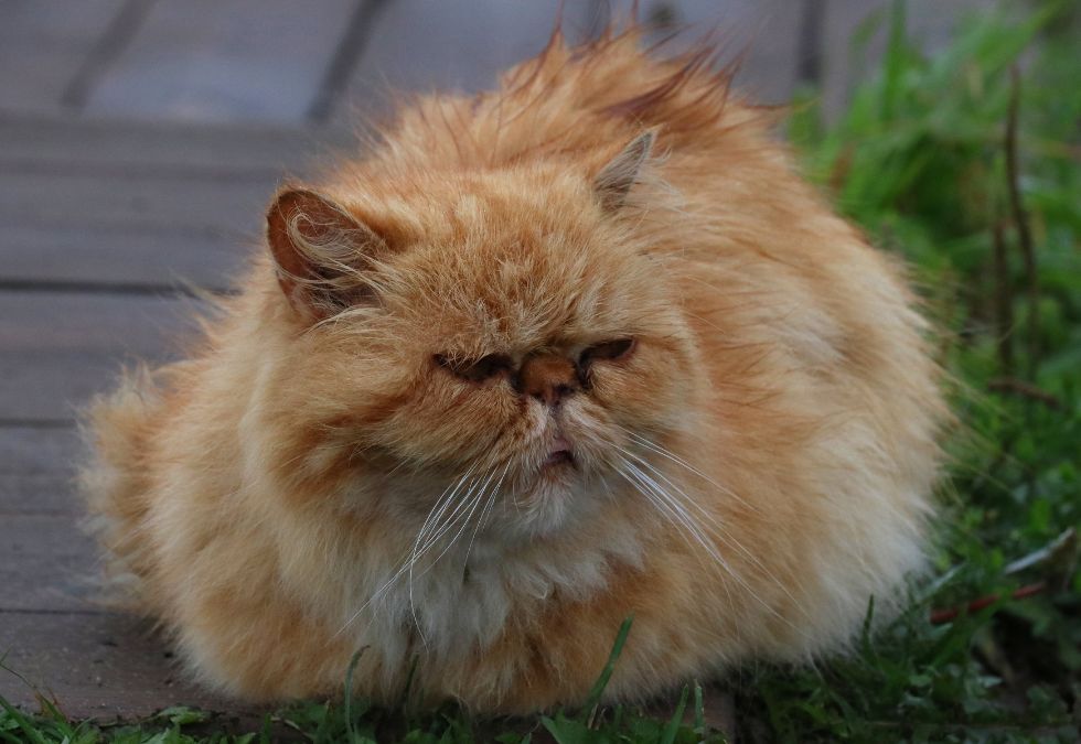 The 12 Most Famous Cats In Pop Culture History