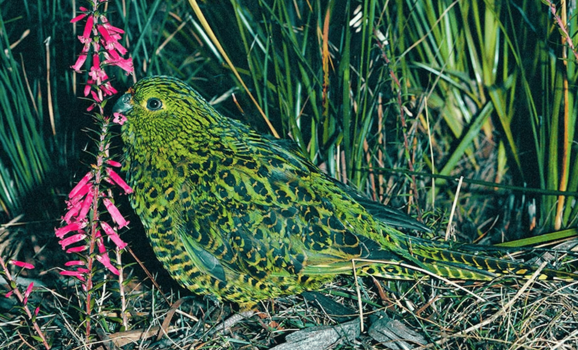 Rare Ground Parrot Rediscovered in Tasmania After Decades in Hiding