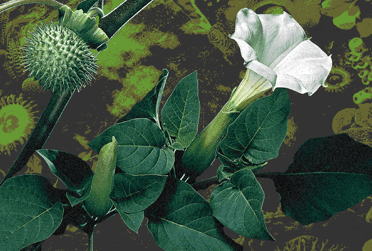 The Most Dangerous Drug on Earth Is Growing in Your Garden