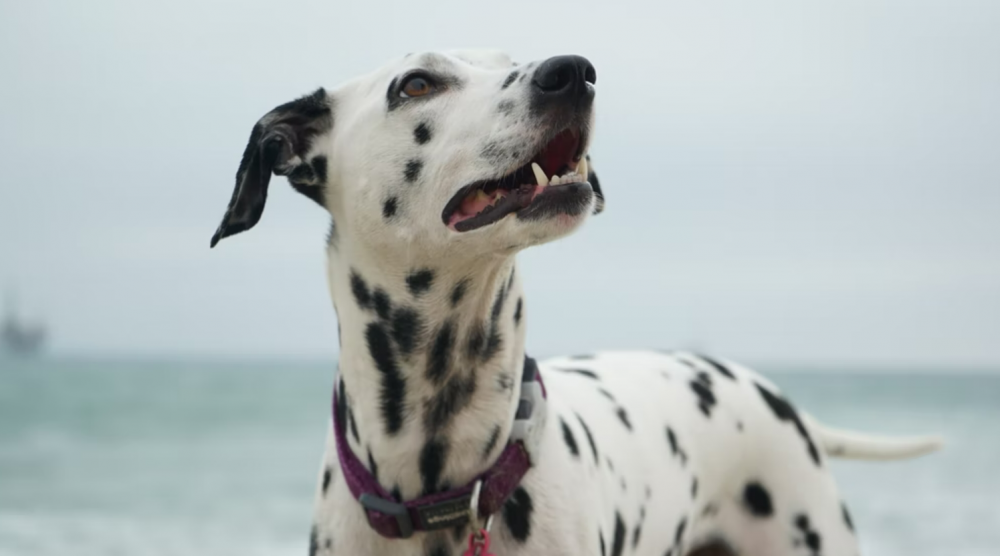 AA1Qb5tF - Info Malang Raya