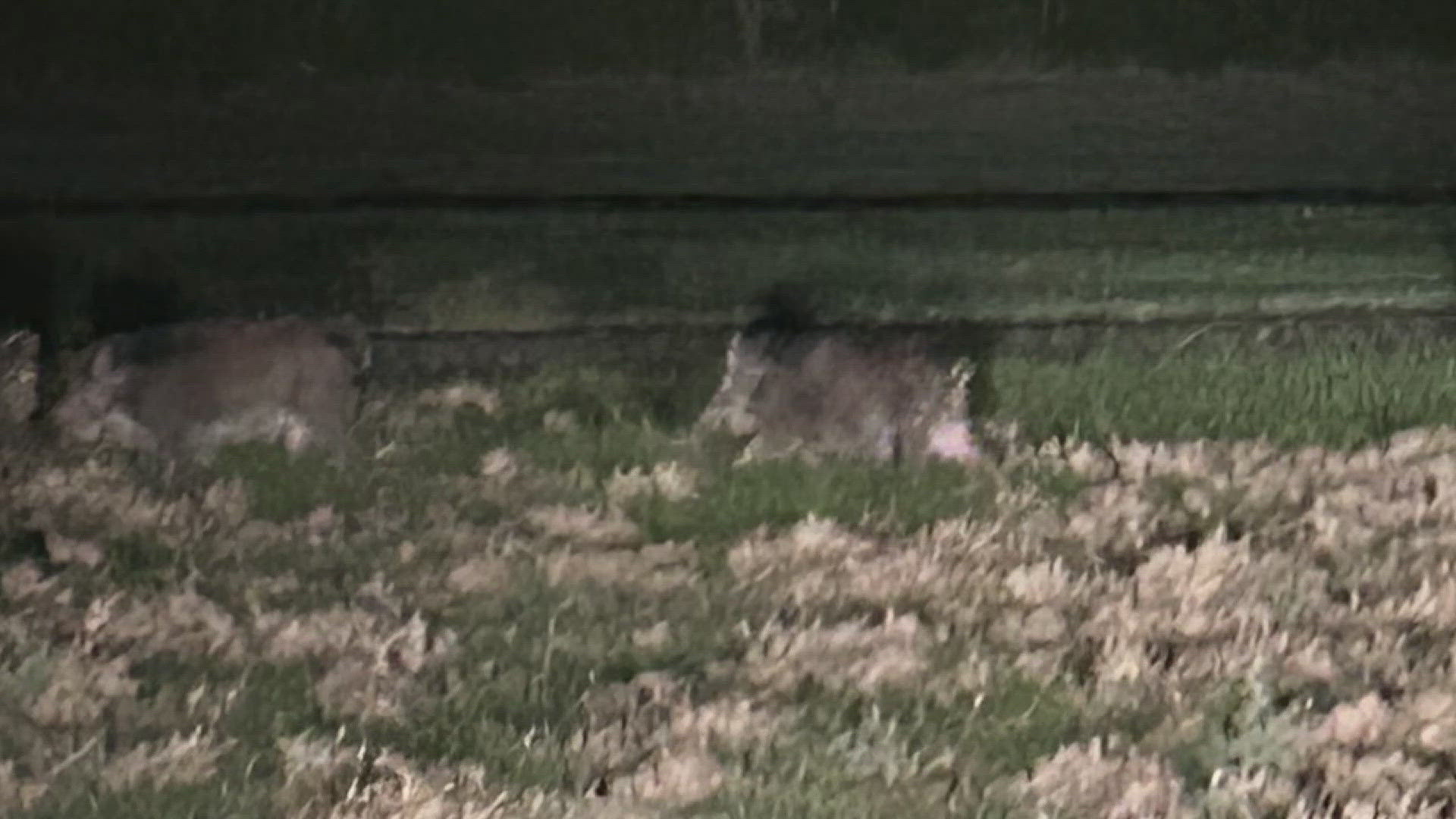 Feral hogs wreak havoc on Pleasure Island, leaving homeowners desperate ...