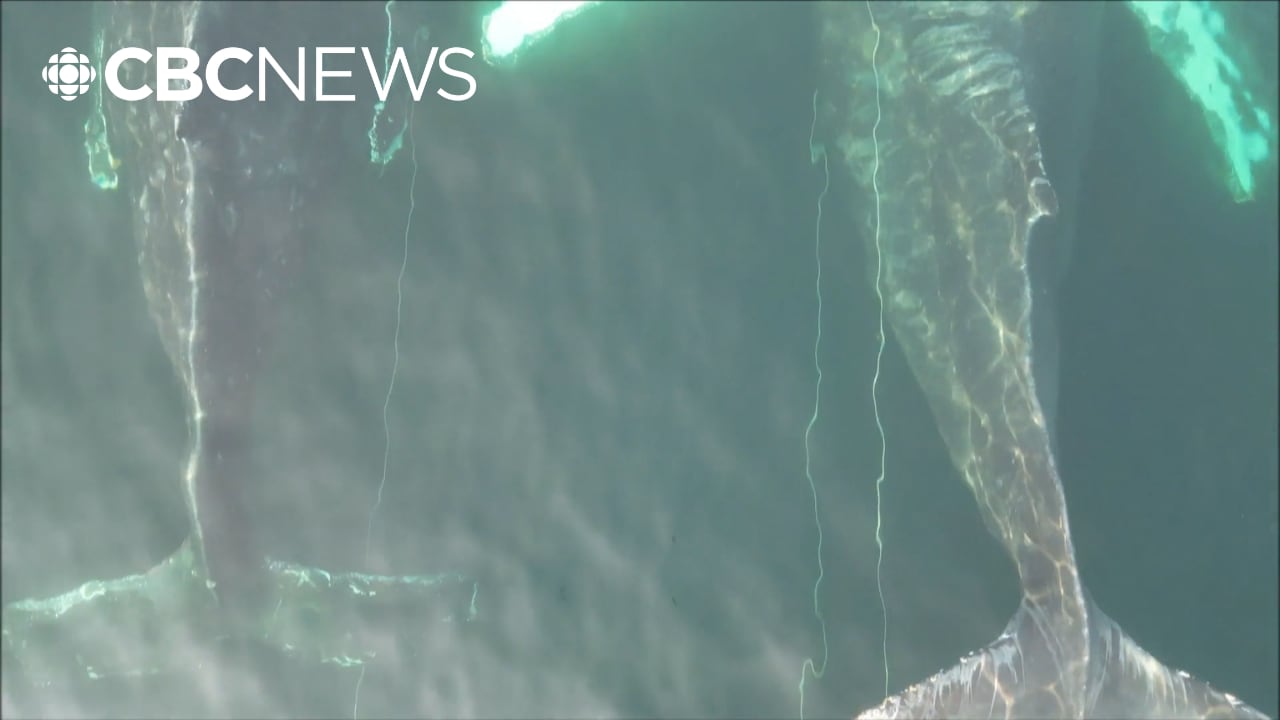 Advocates sound the alarm after another whale found dead off Vancouver Island coast