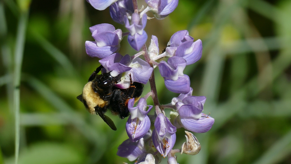 This Colorado Gives season, People & Pollinators wants spring gardens ...