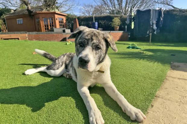 Basildon Dogs Trust launch urgent appeal for more foster carers in Essex