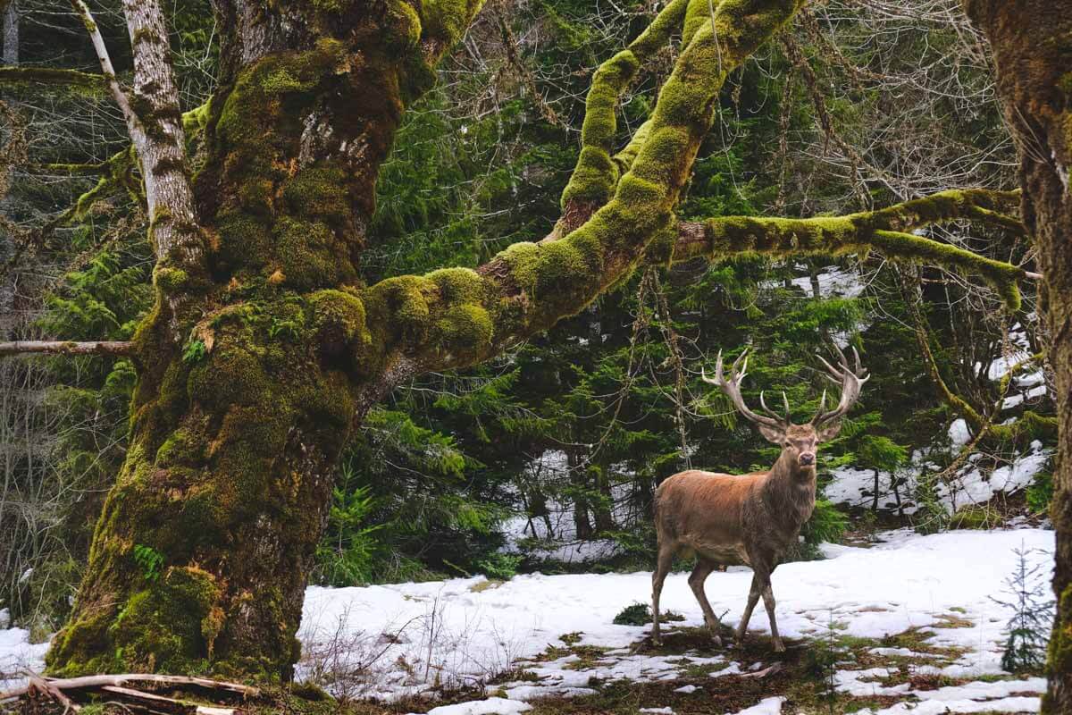 Washington’s bull elk started bugling this month, and these four spots ...